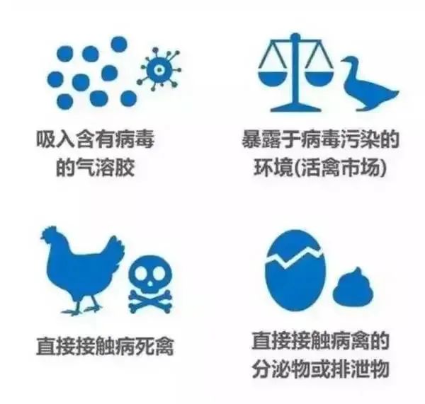 广东省禽流感最新动态，全面防控，坚决保障人民健康